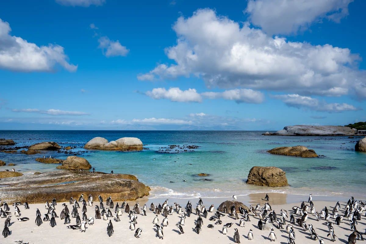 African penguin colony at Boulders Beach