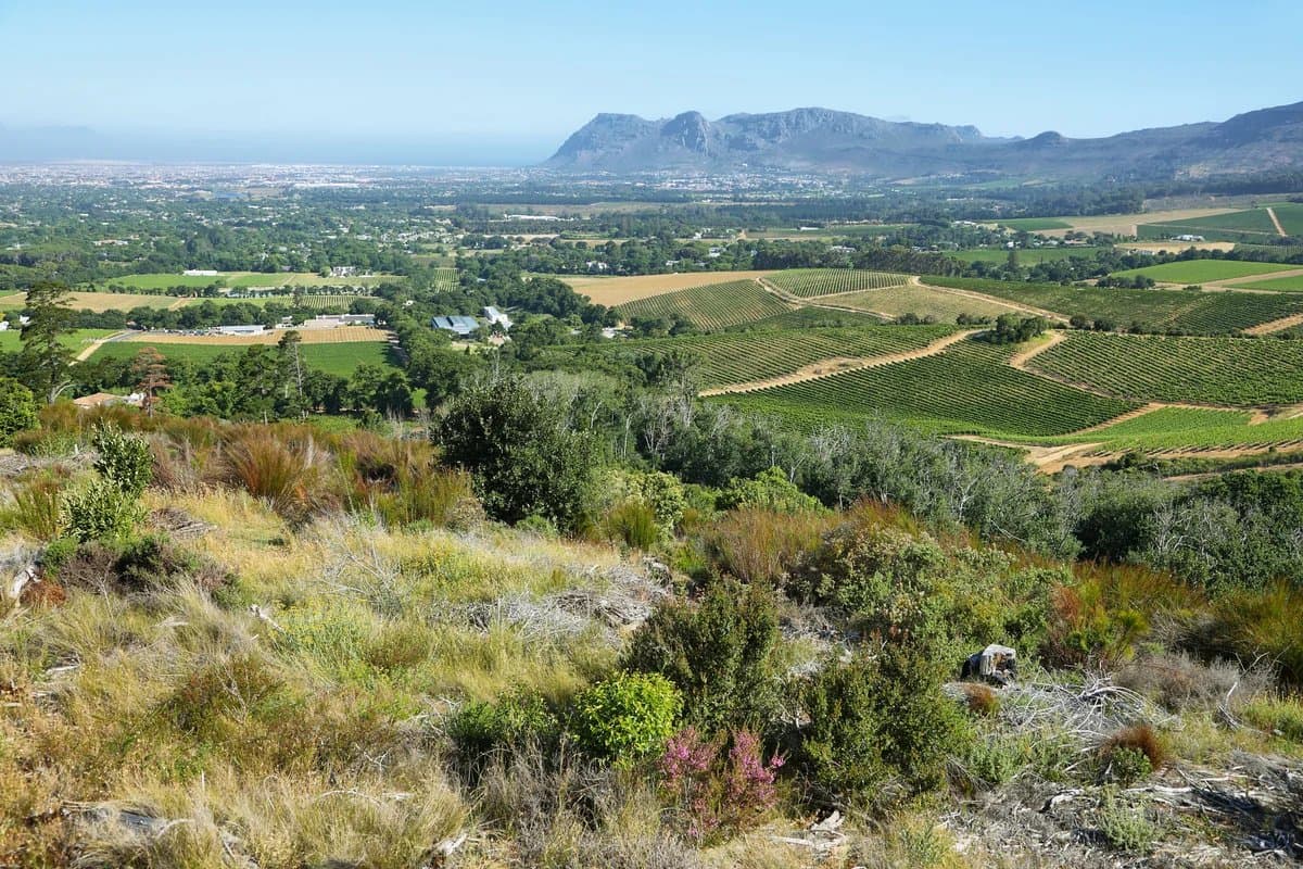 Winelands vineyard valley and mountains
