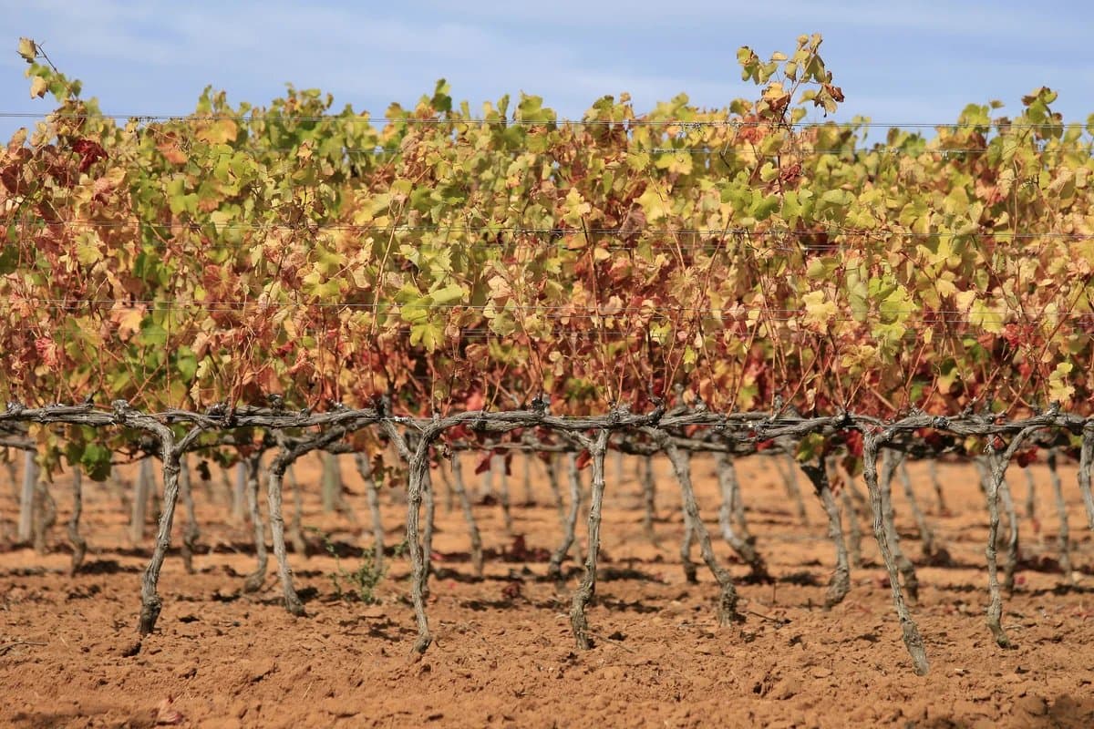 Autumn vineyards in the Cape Winelands