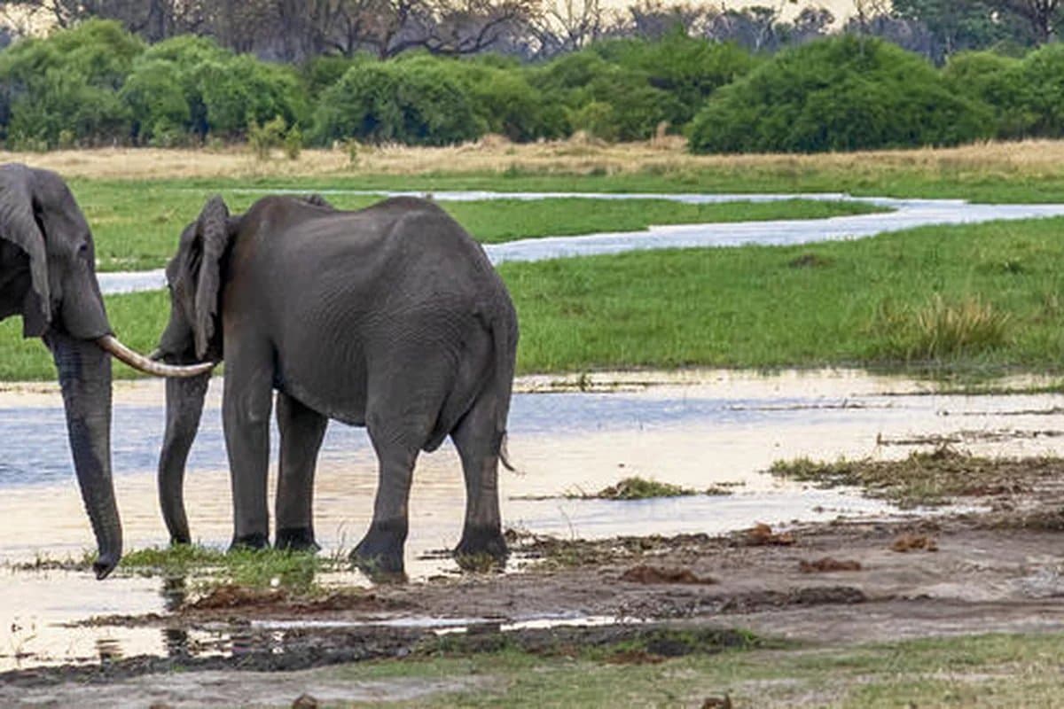 Elephant at the Chobe River