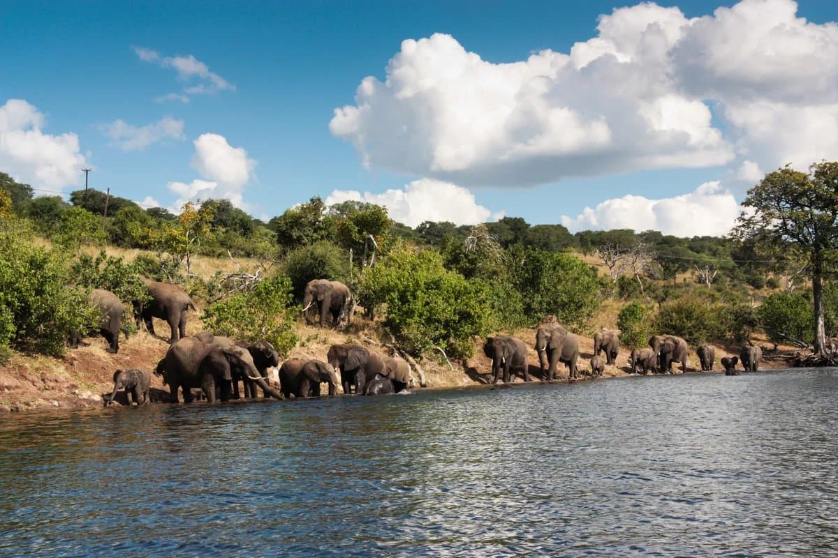 Elephants drinking at the Chobe River