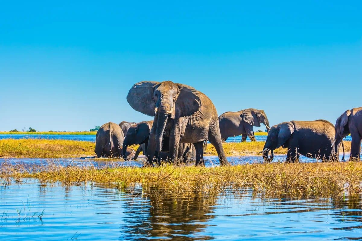 Elephant herd at a Chobe waterhole