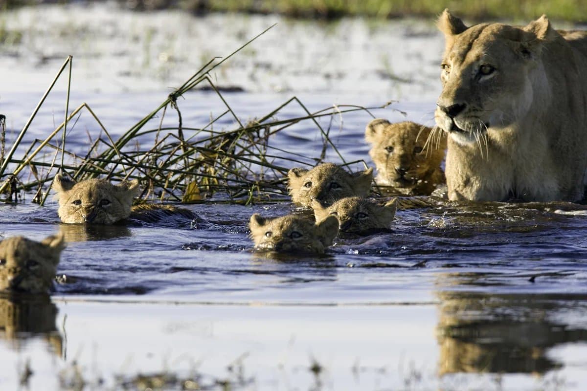 Lioness at a waterhole, Chobe
