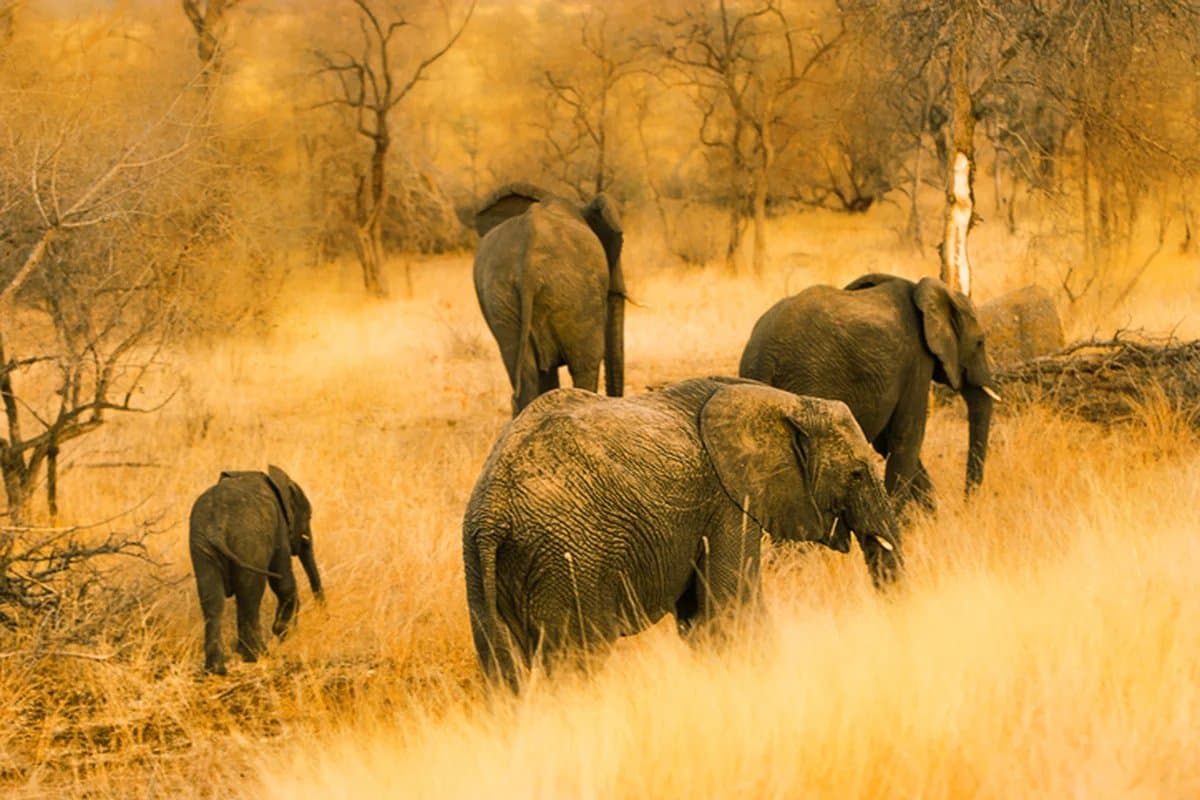 Elephant herd in golden light, Chobe