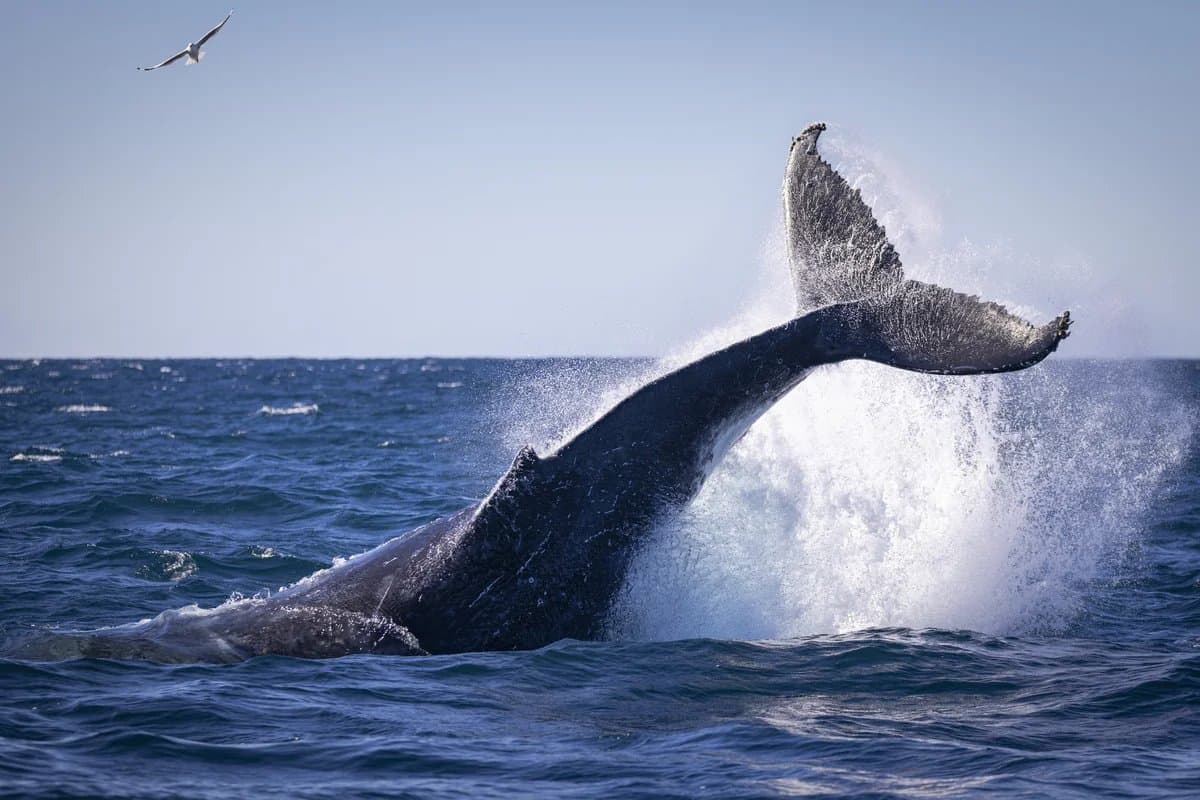 Whale tail off the Garden Route coast