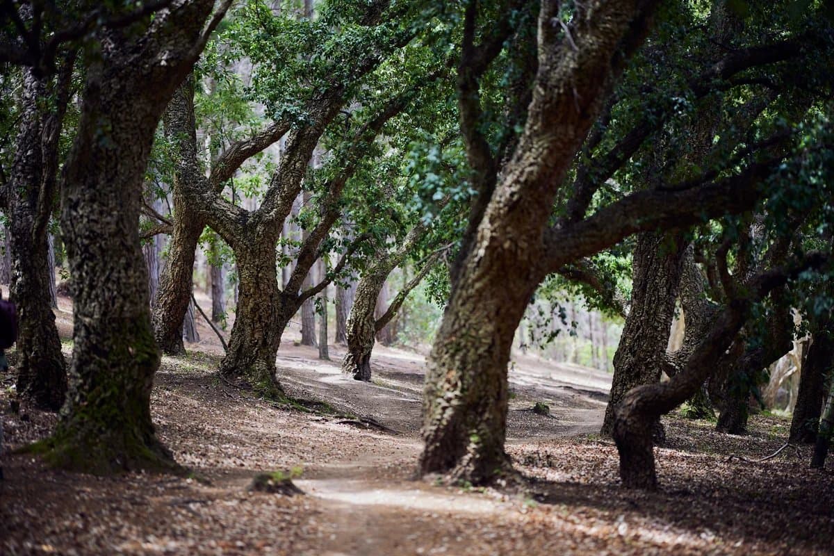 Indigenous milkwood forest, Garden Route