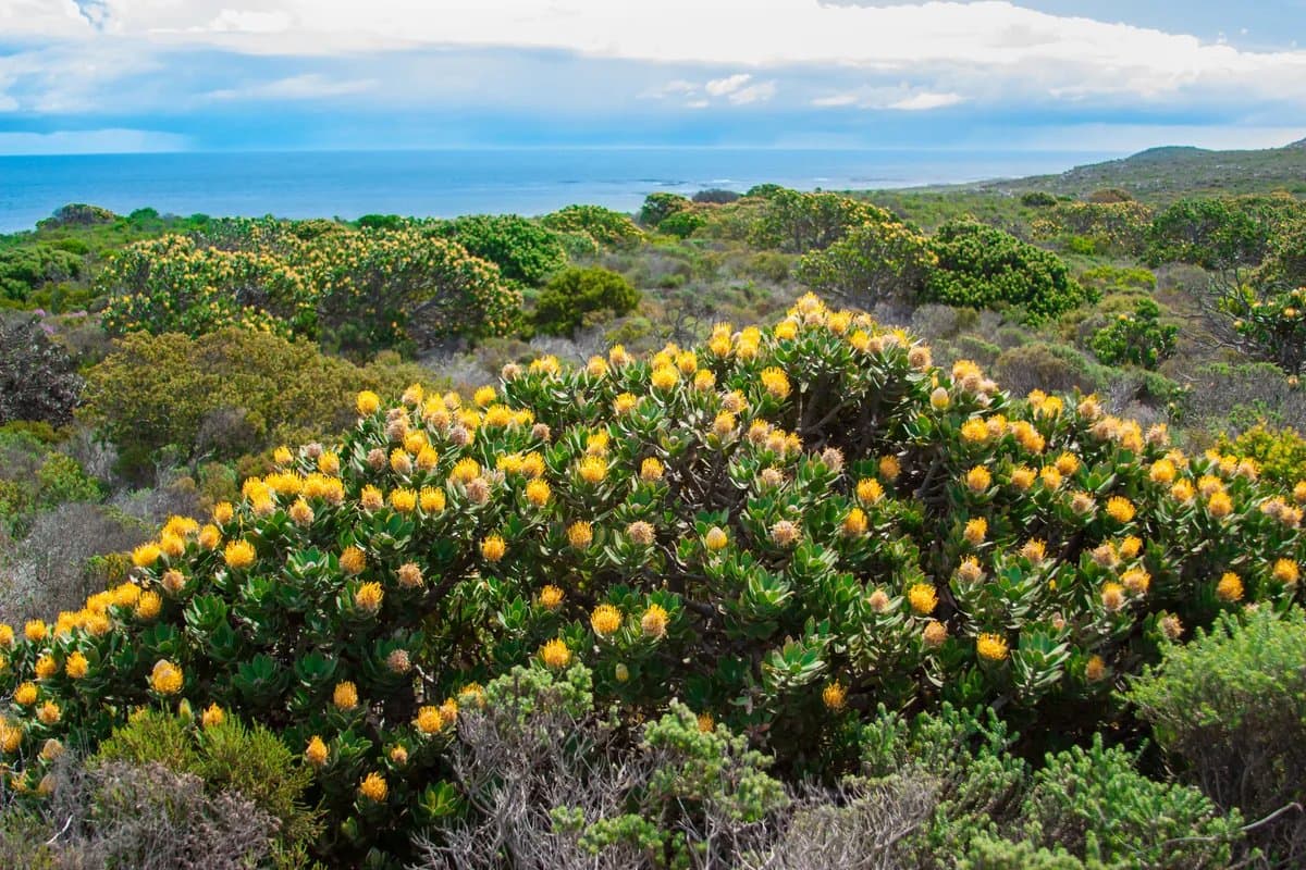 Fynbos and protea on the Garden Route