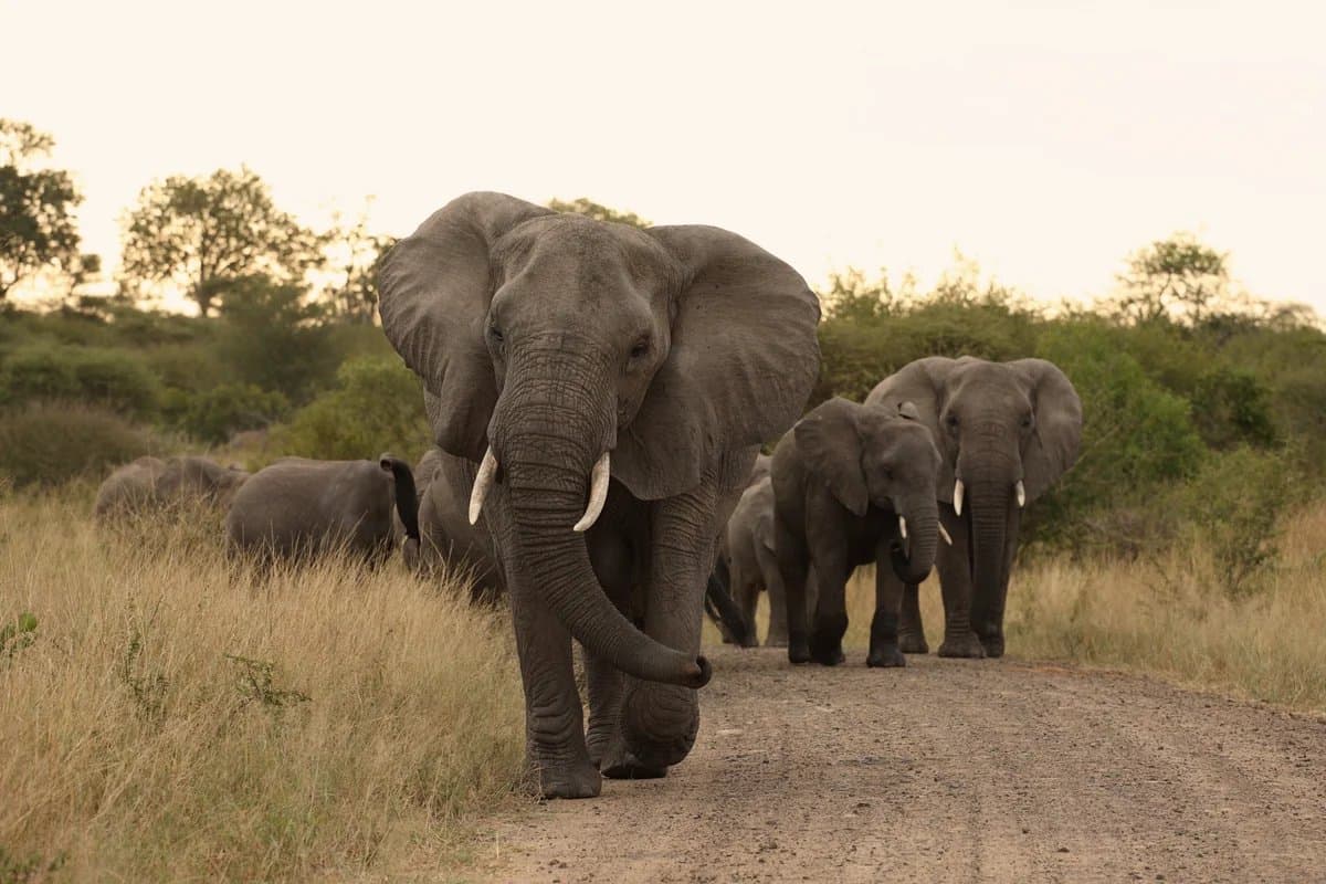 Elephant on a road in Kruger National Park