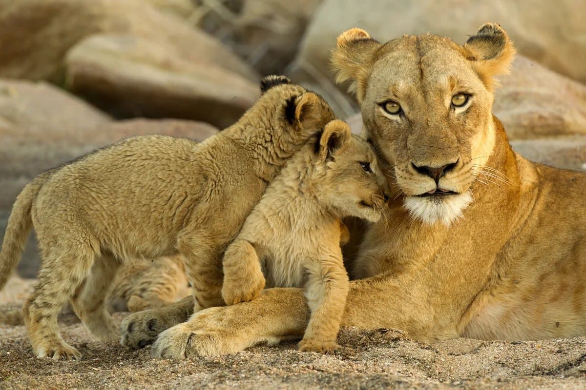 Lioness and cub in Kruger National Park