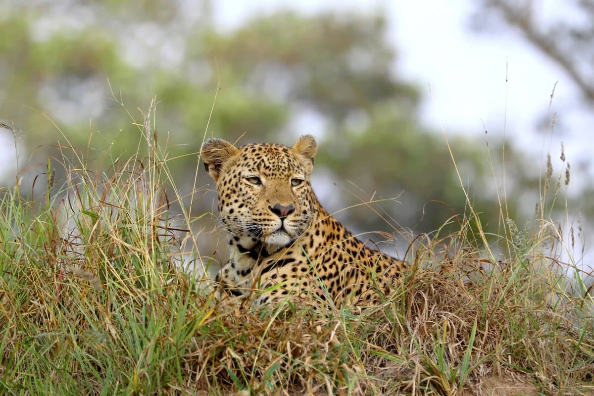 Leopard in the grass, Kruger