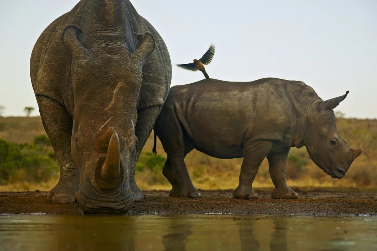 White rhino at a waterhole in Kruger