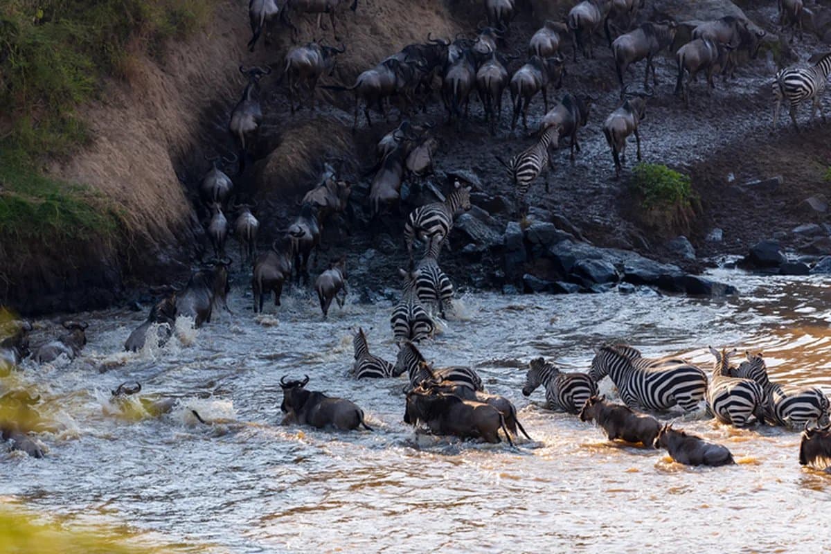 Zebra herd on a Kruger game drive