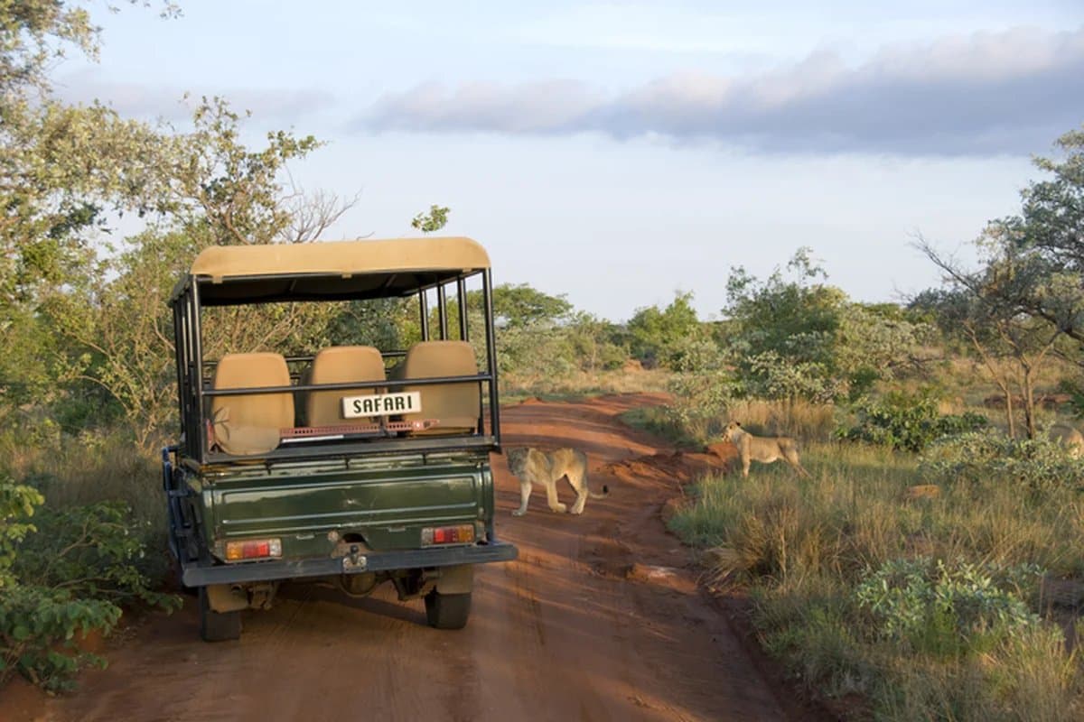 Open safari vehicle on a Kruger game drive