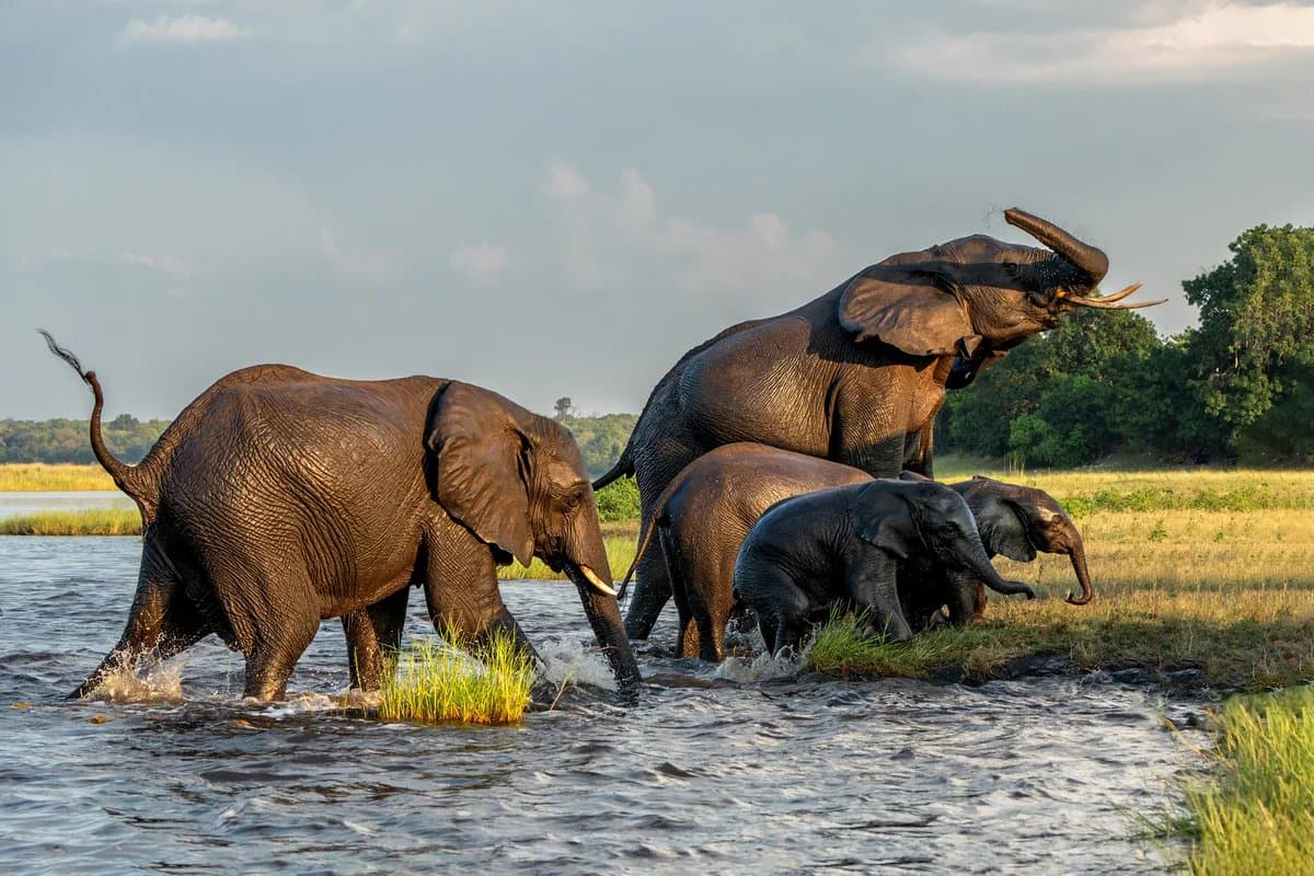 Elephants crossing water in the Okavango