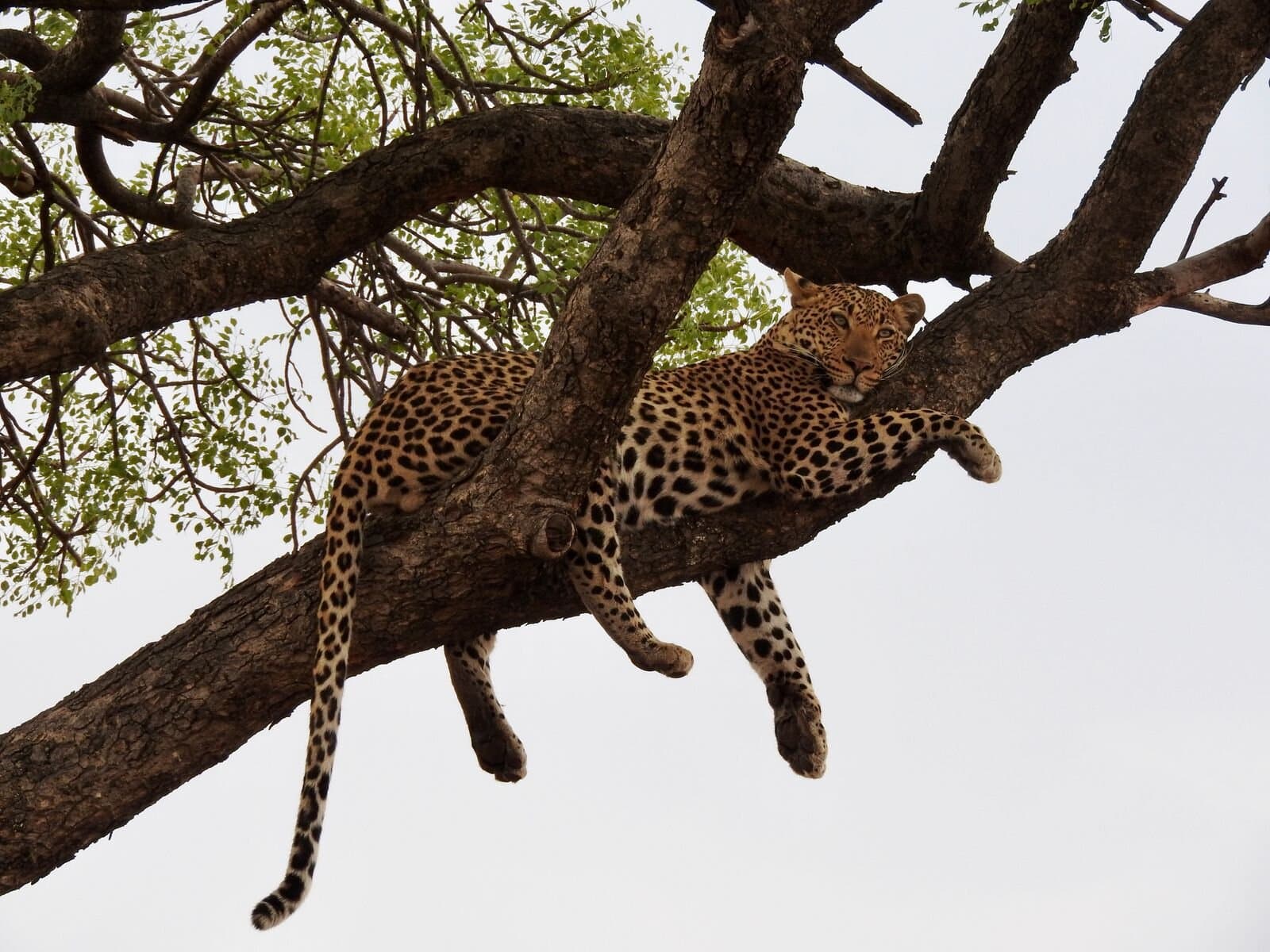 Leopard resting in a tree over water, Okavango Delta