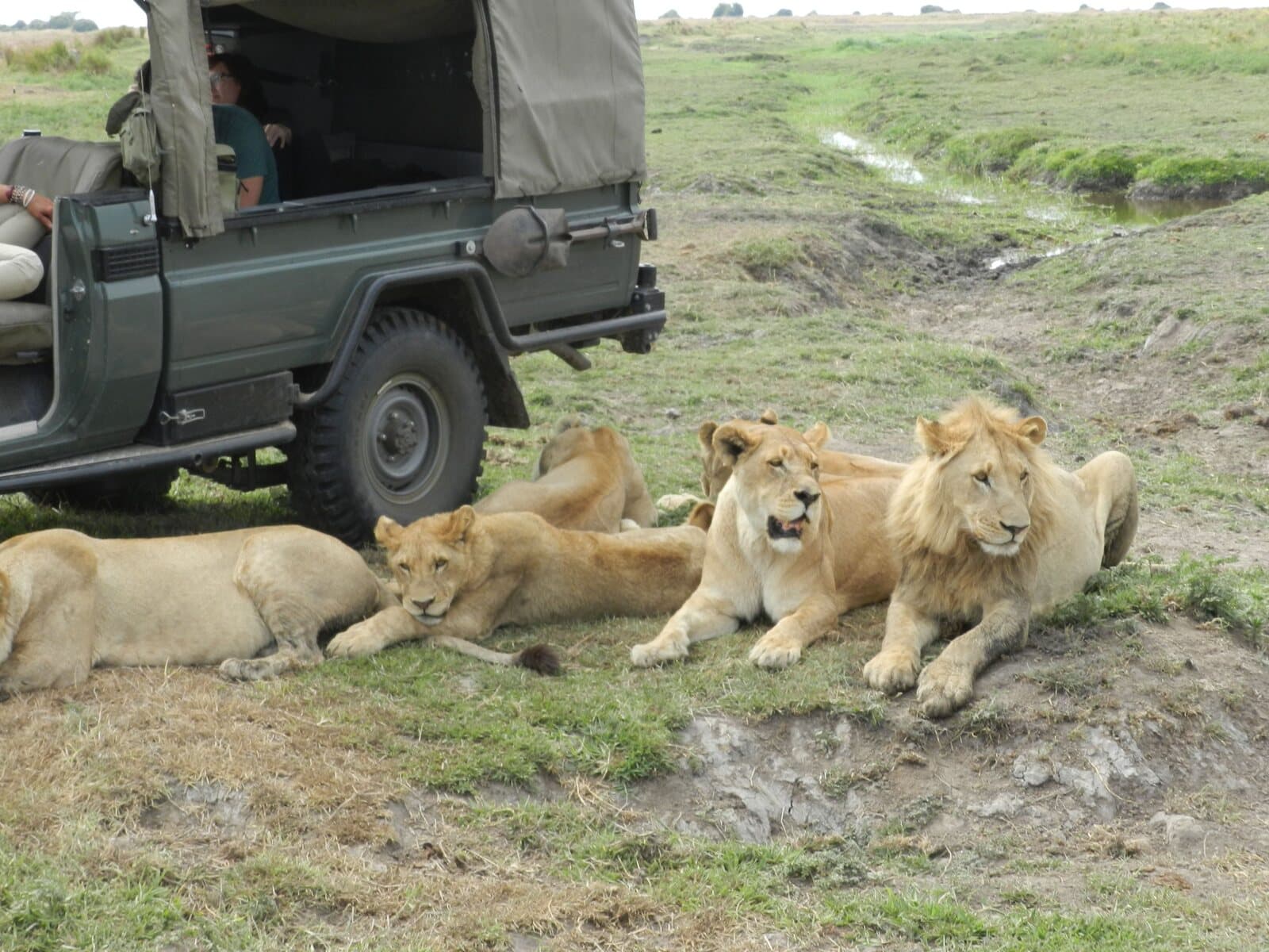 Lion pride in the Okavango Delta