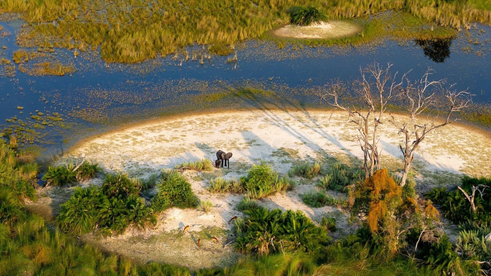 Elephant on a Delta island, aerial view, Okavango