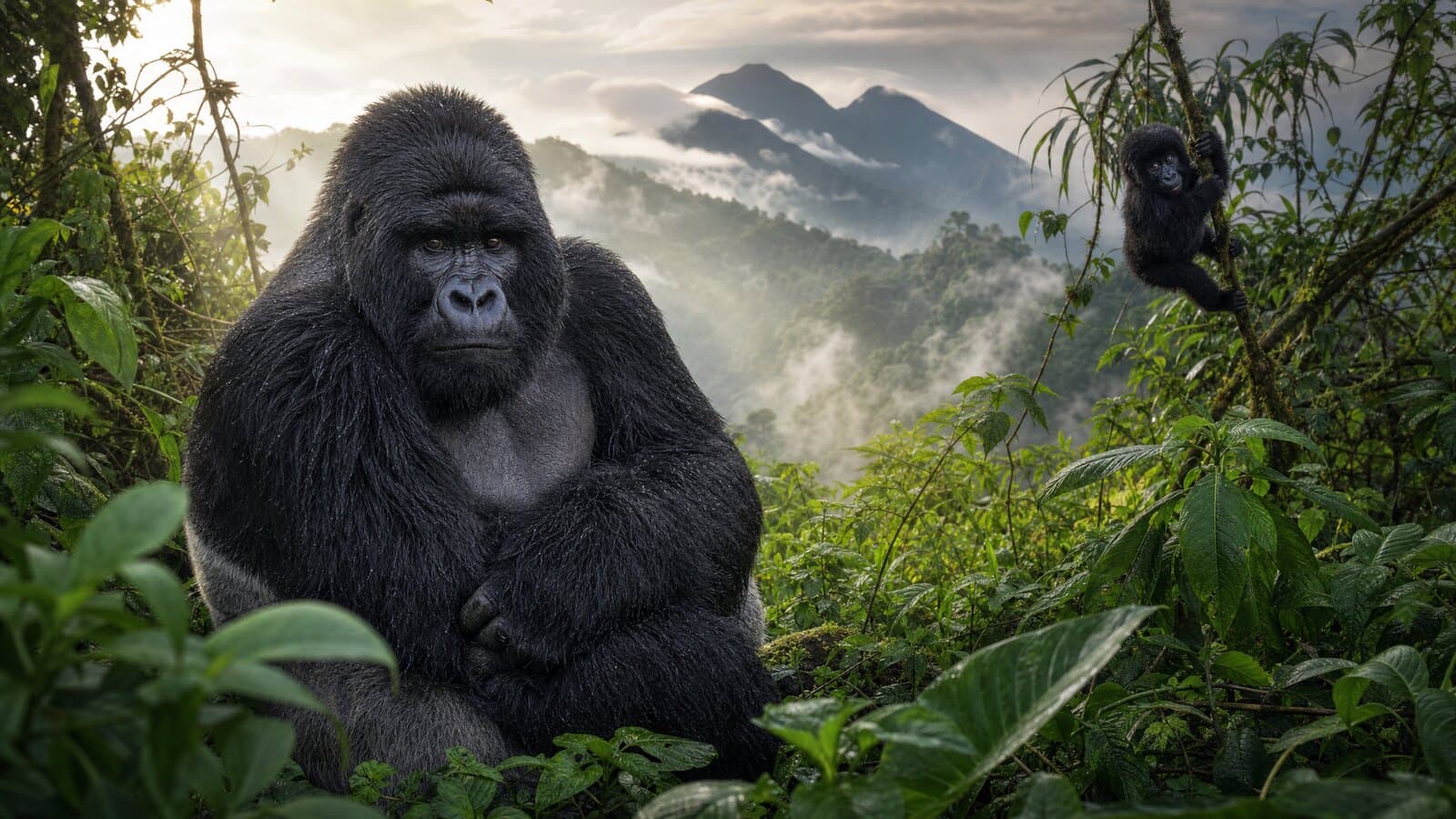 Volcanoes National Park landscape, Rwanda