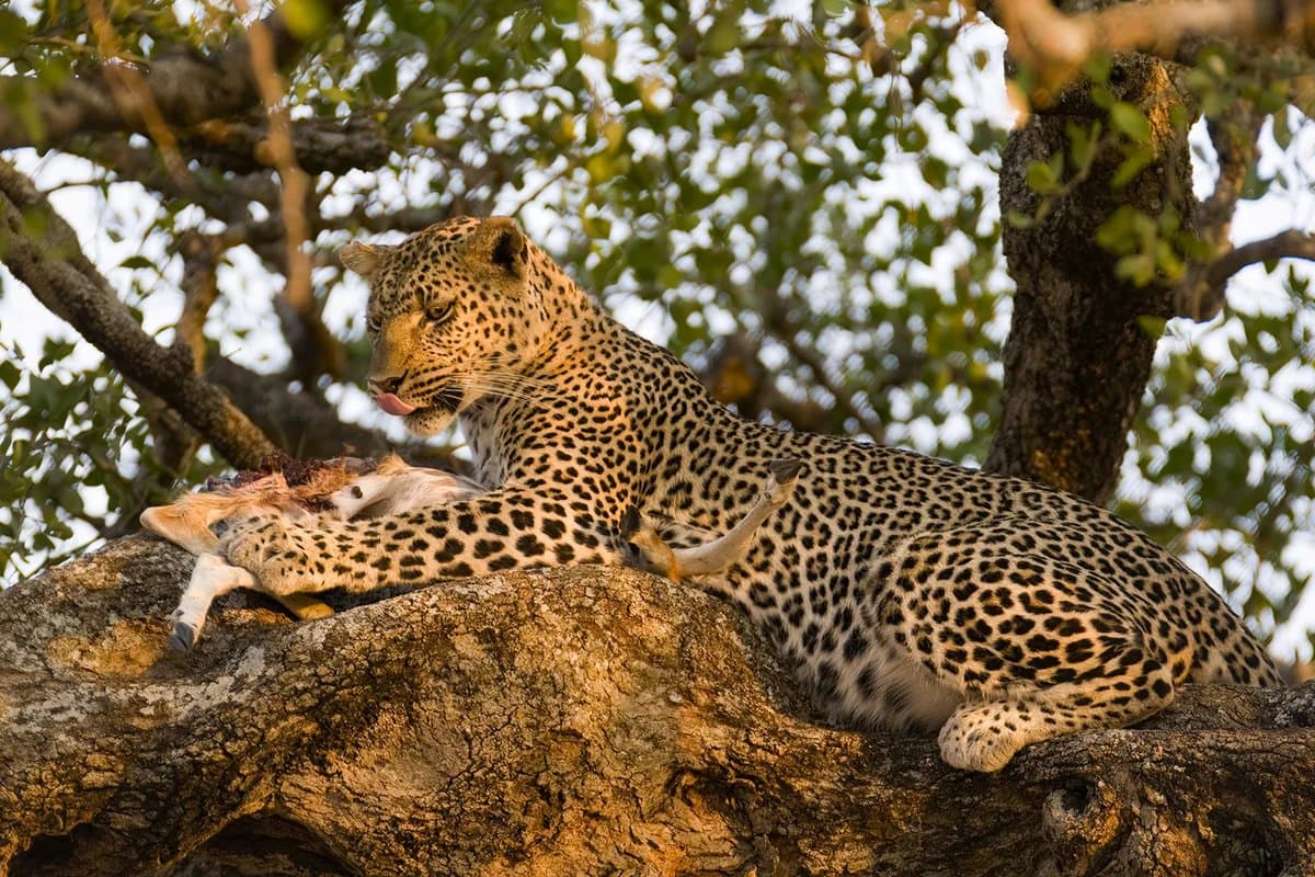Leopard resting in a tree, Sabi Sands