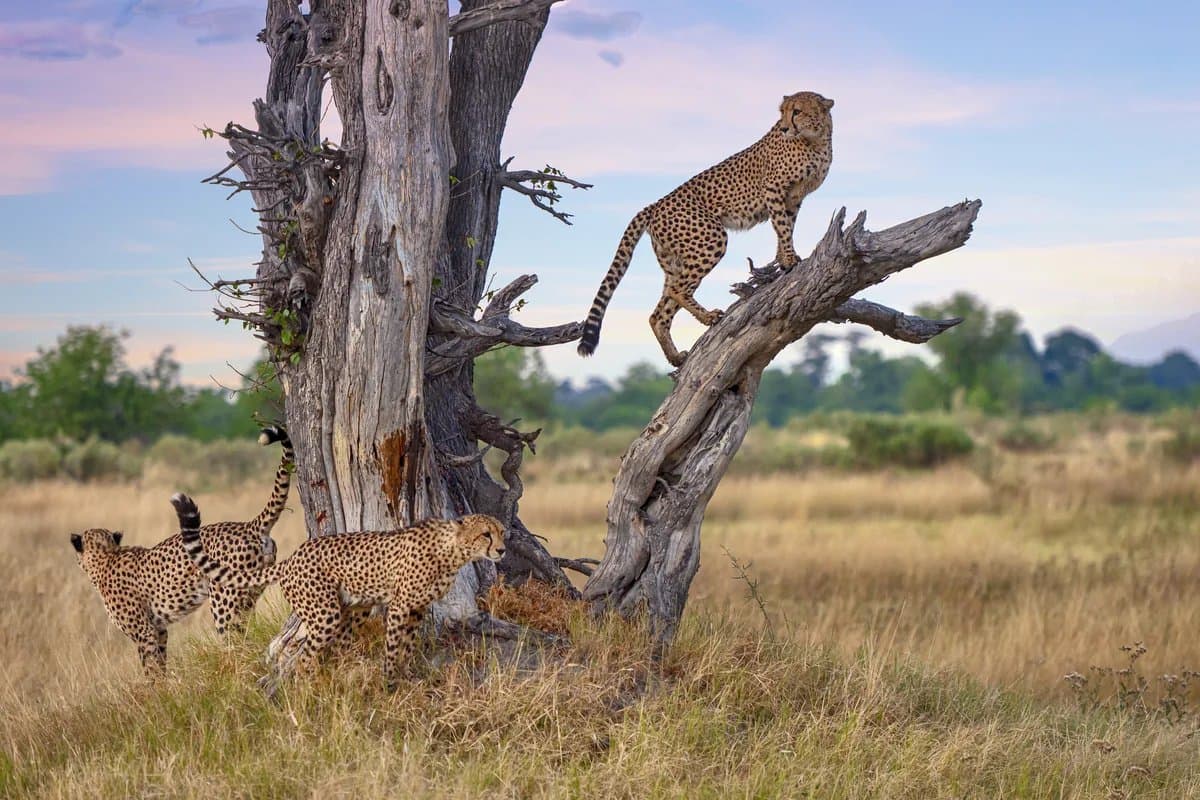Leopards in a leadwood tree, Sabi Sands