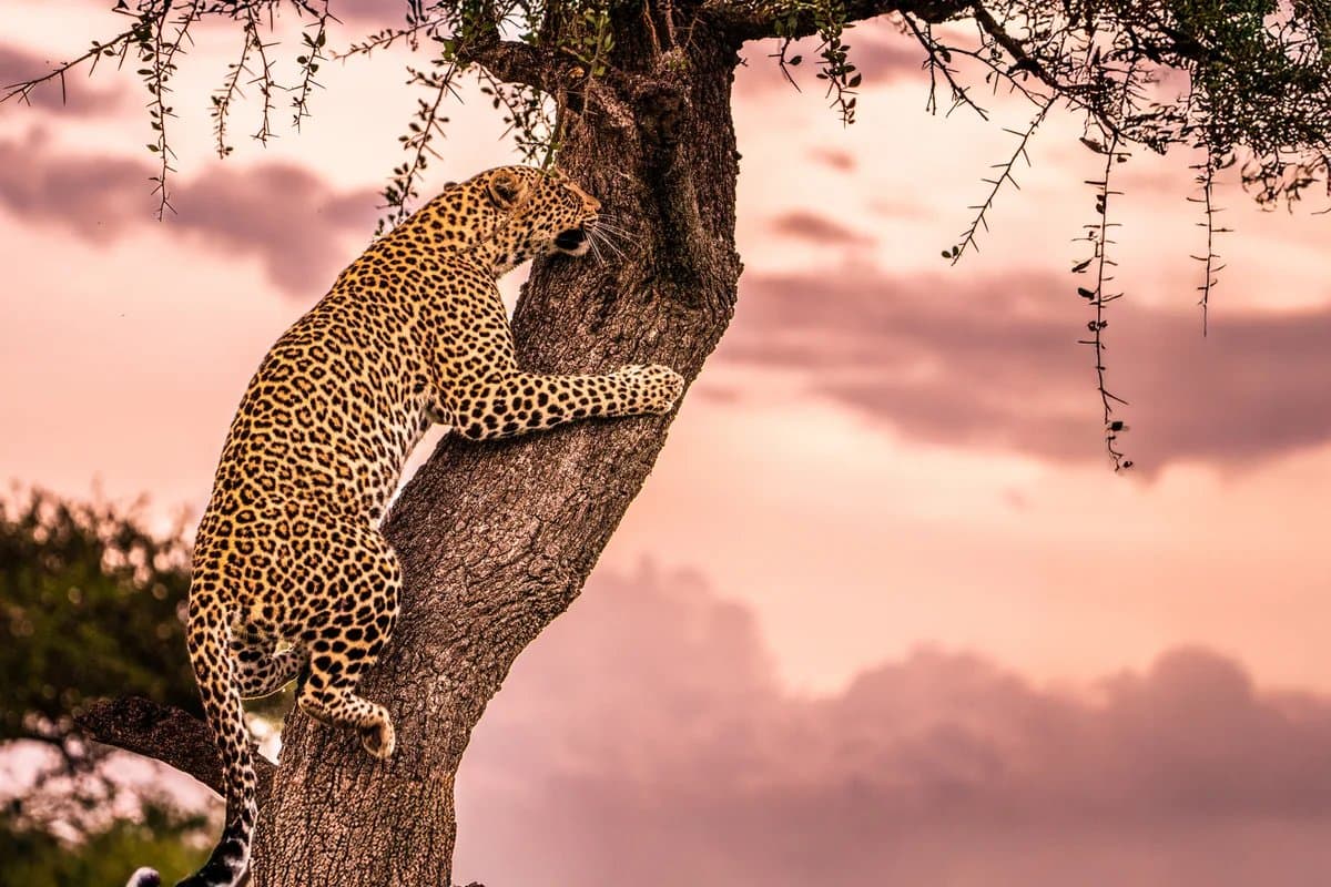 Leopard climbing a tree, Sabi Sands