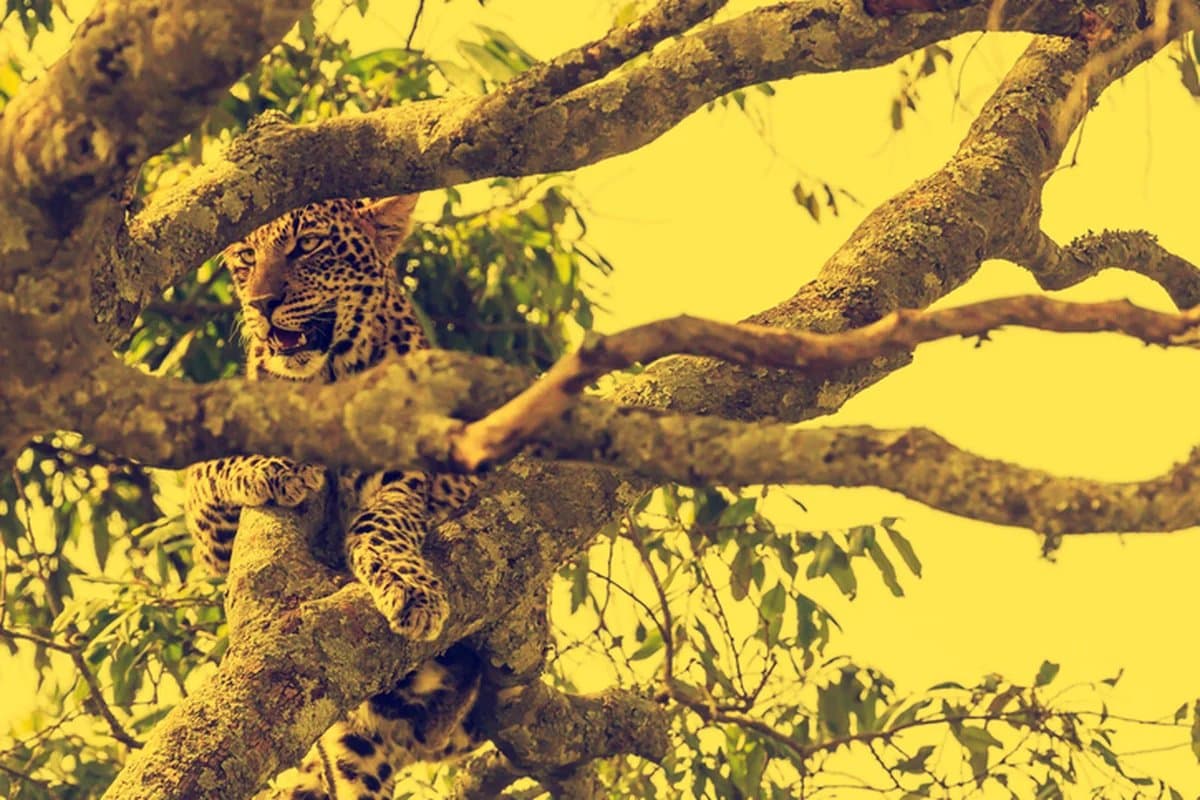 Leopard in a tree canopy, Sabi Sands