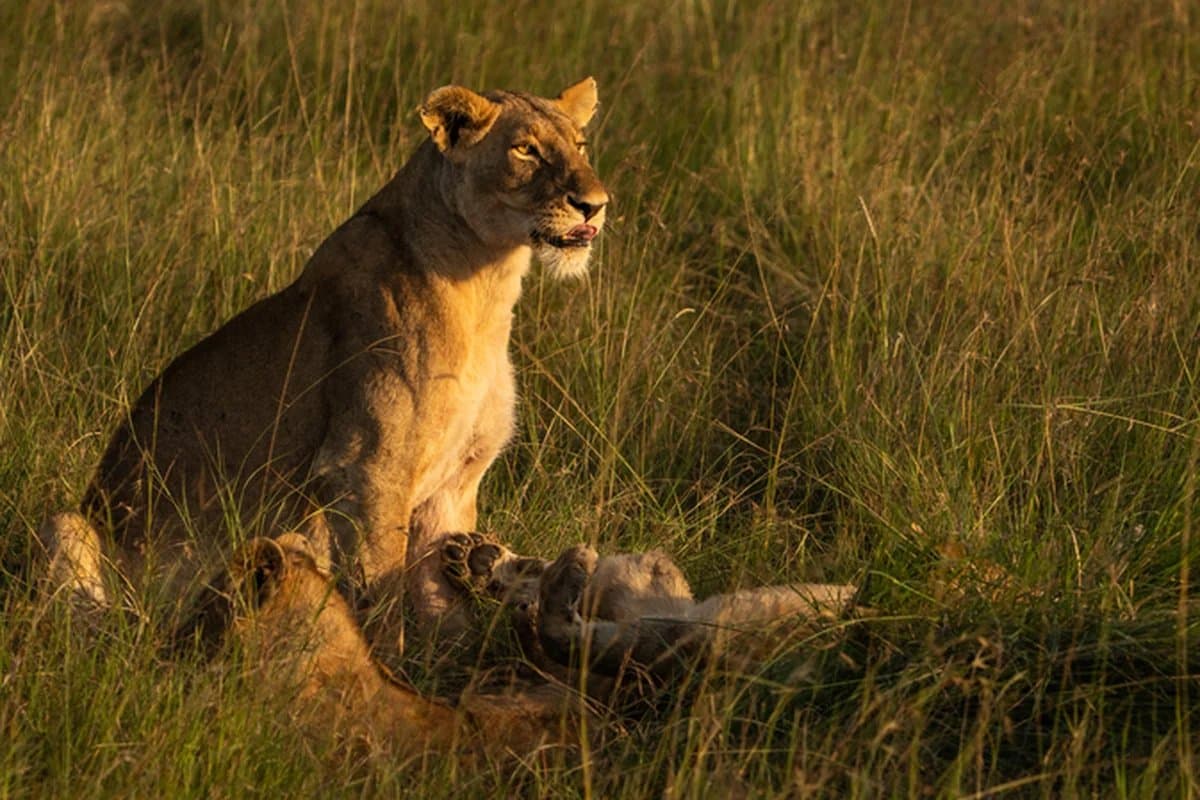Lioness with cubs, Sabi Sands