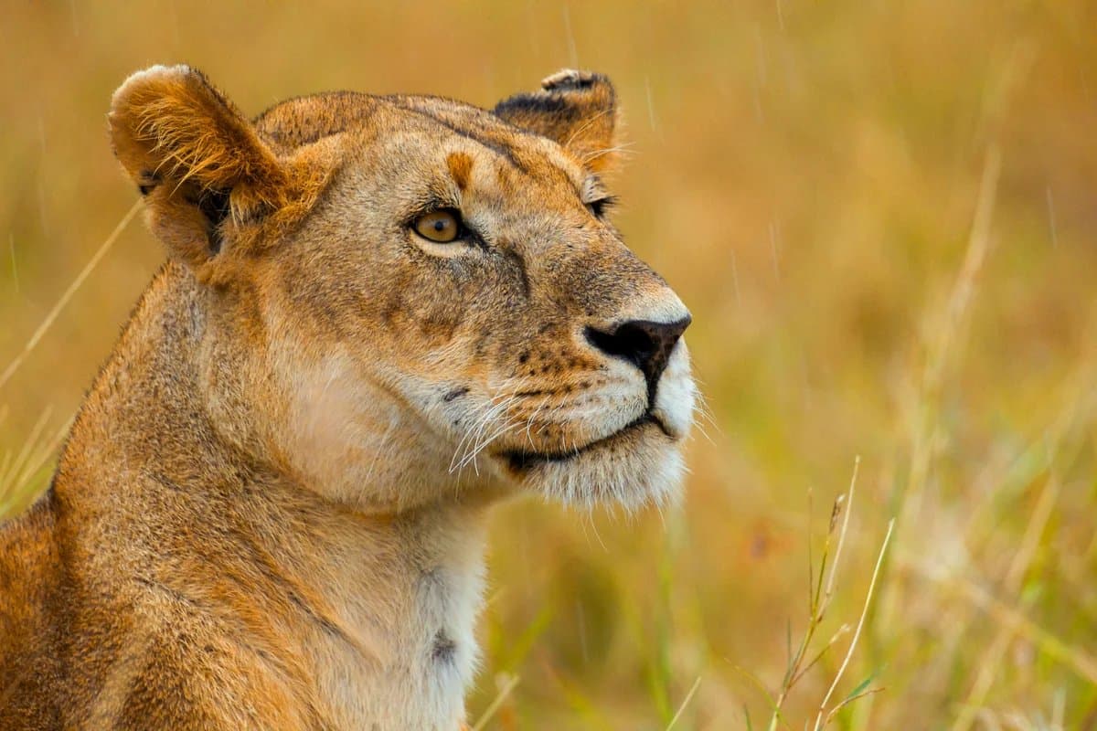 Lioness on the Serengeti savanna