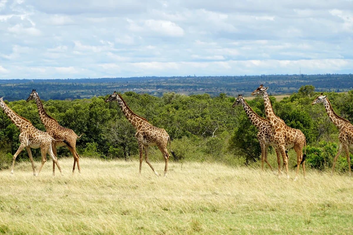 Giraffes on the Serengeti grasslands