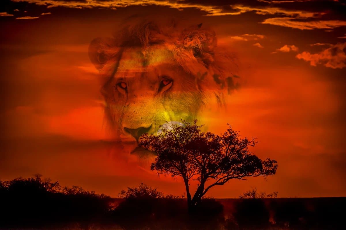 Acacia tree at sunset, Serengeti