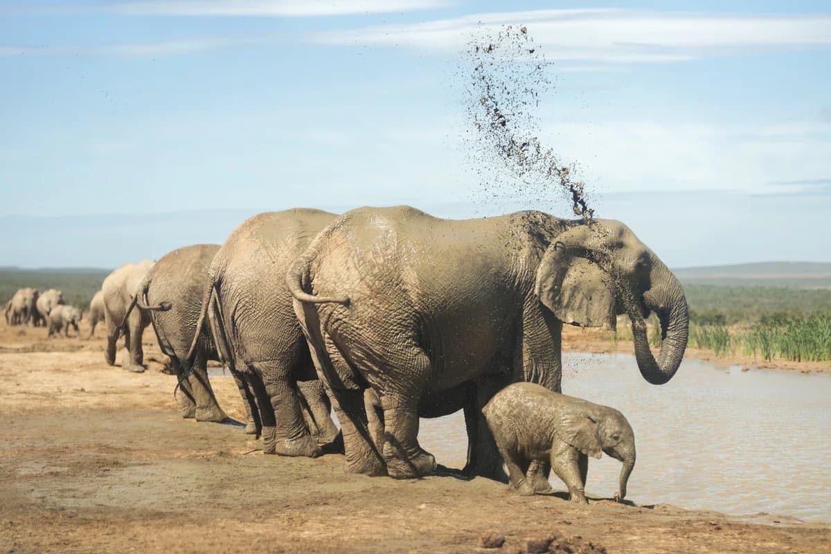 Elephants near the Zambezi River