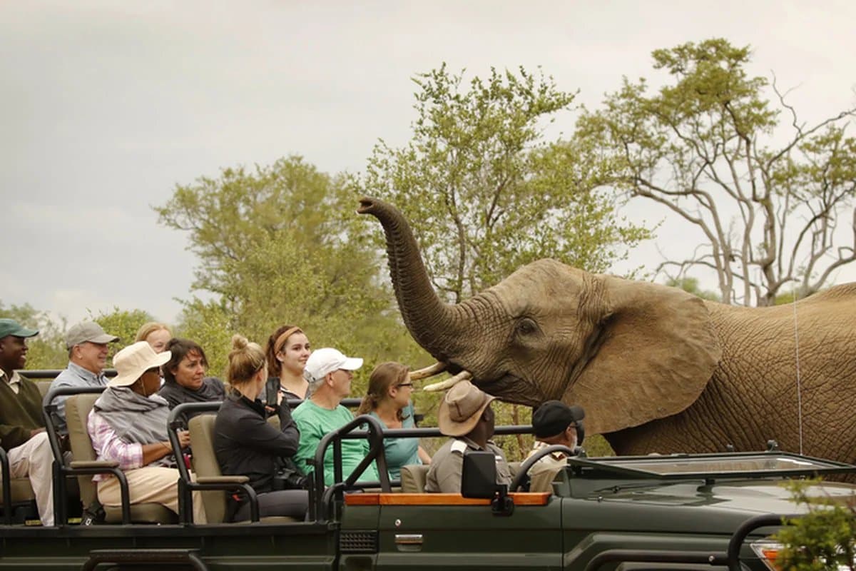 Elephant on a game drive near Victoria Falls