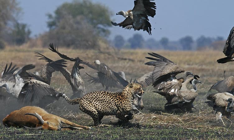 Cheetah on the Busanga Plains, Kafue