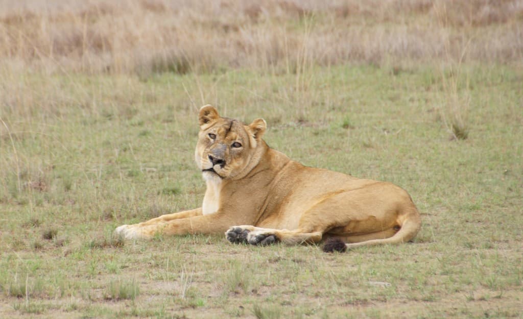Lion on Liuwa Plain, Lady Liuwa legacy