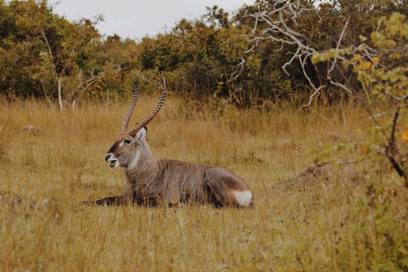 Impala in Akagera