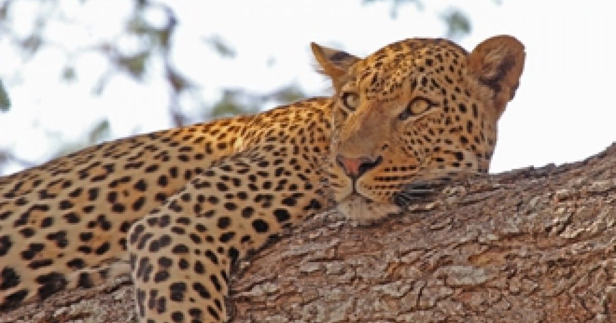 South Luangwa, Zambia