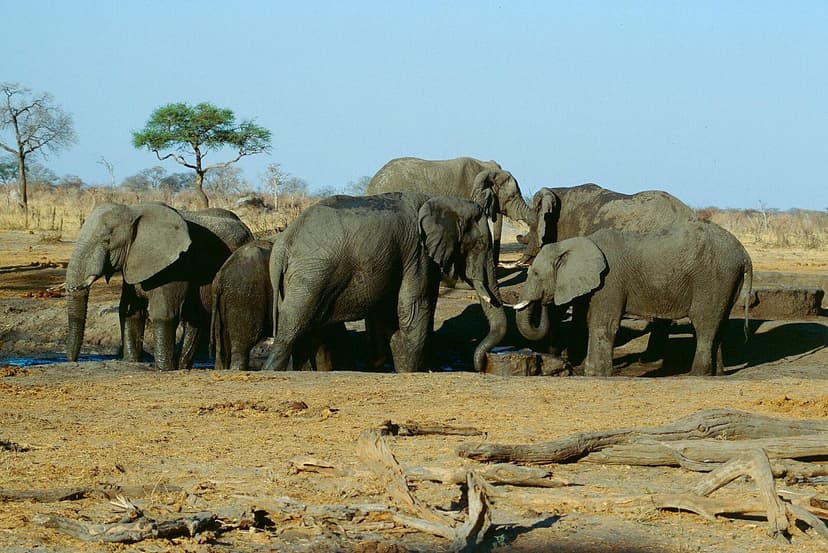 Hwange Elephant Kingdom — 6 Days