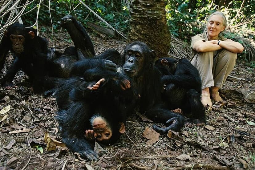 Kibale Chimpanzee Habituation — 3 Days