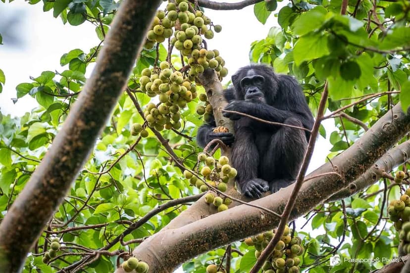 Kibale Chimpanzee Tracking — 3 Days