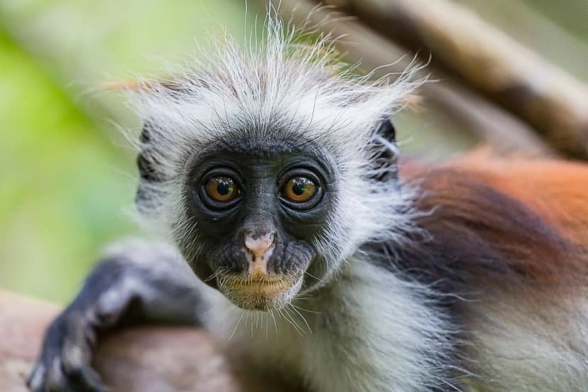 Kibale Budget Chimp Safari — 2 Days