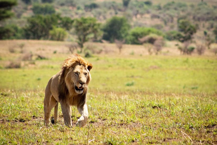 Kidepo Remote Frontier — 5 Days