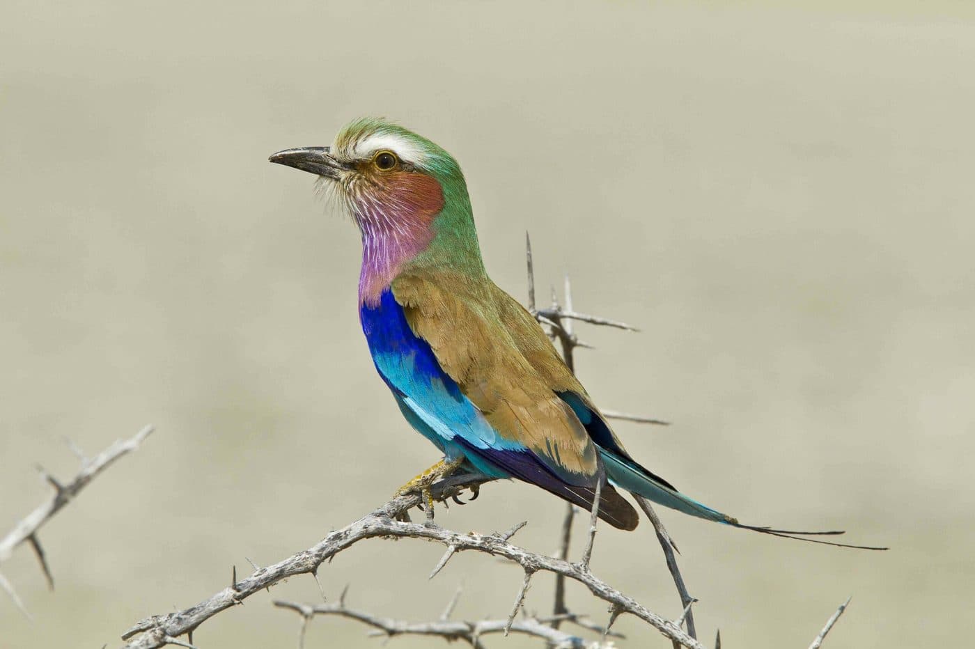 Birding Safari in Kruger National Park