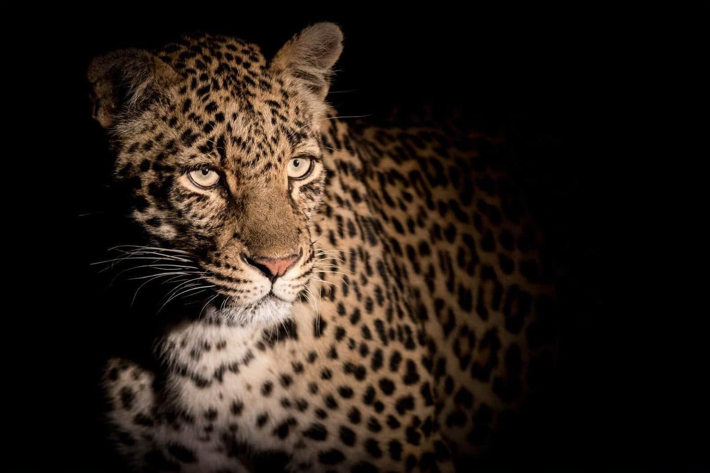 Night Game Drives in Kruger National Park