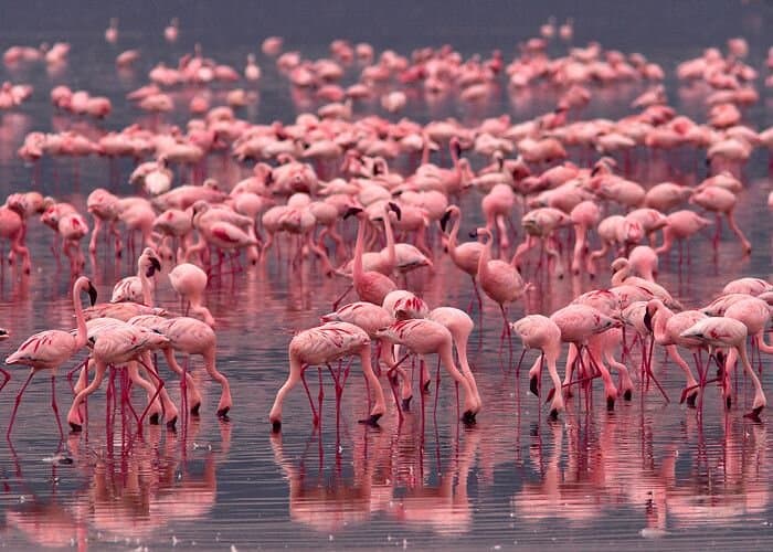 Great Rift Valley Lakes Explorer