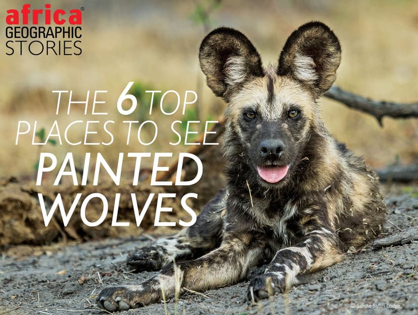 Tracking African wild dog in Moremi Game Reserve, Botswana