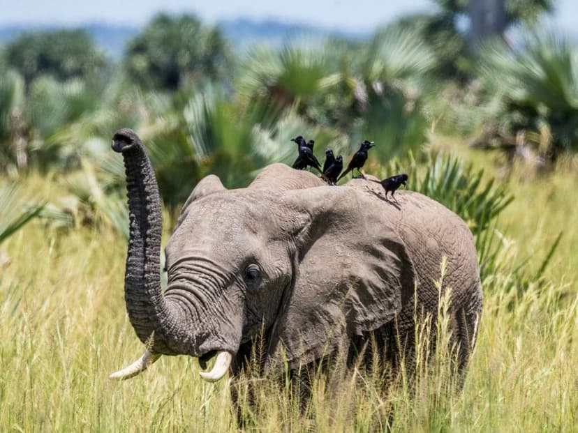 Murchison Falls Classic — 5 Days