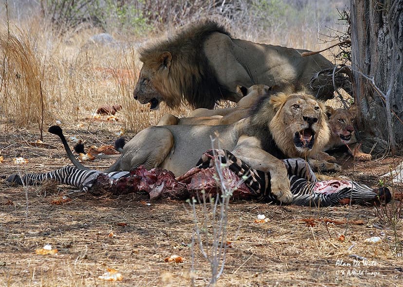 Ruaha lion