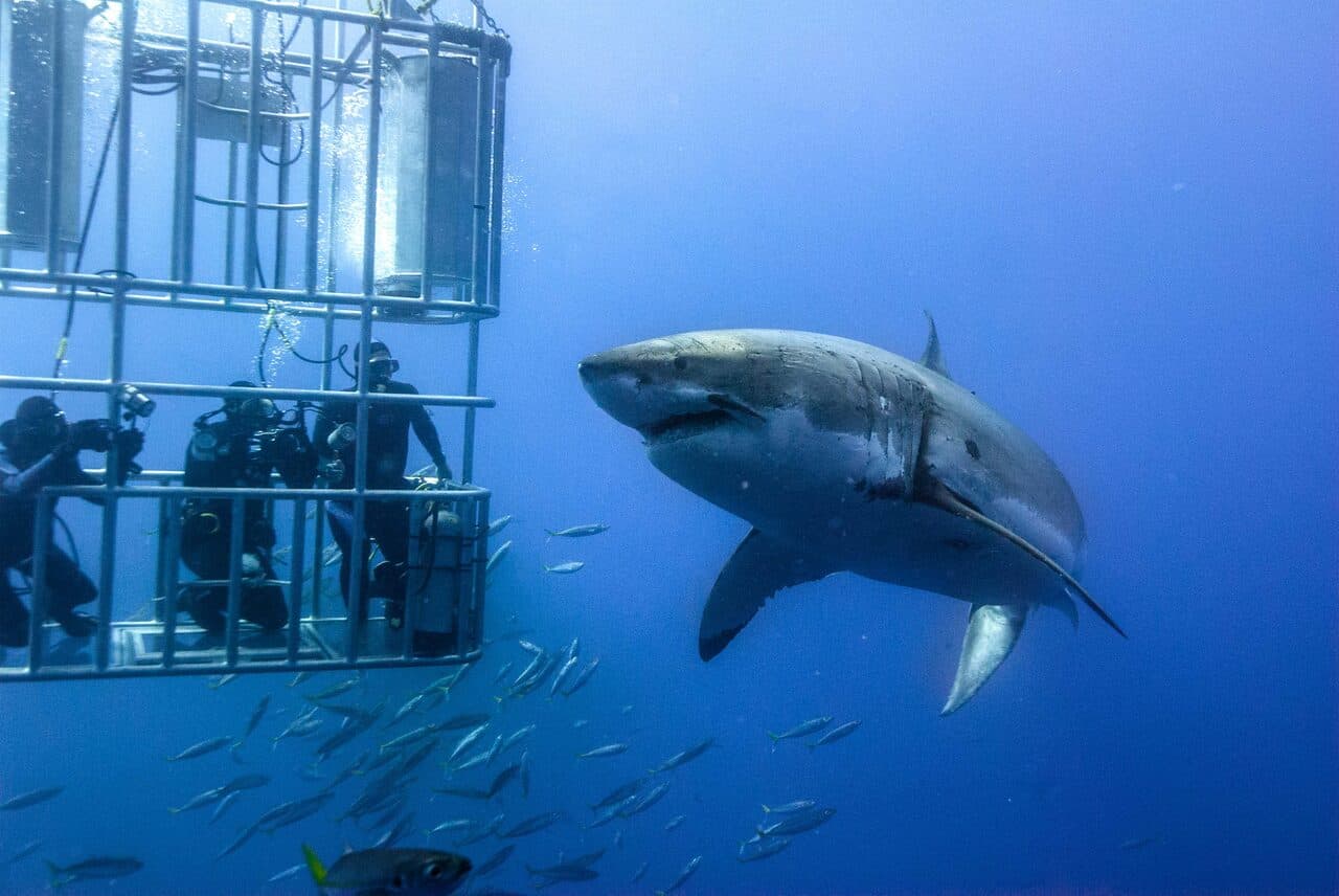 Great White Shark Cage Diving in Gansbaai — Gansbaai