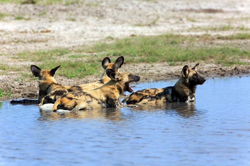 Tracking African wild dogs in the Linyanti and Selinda, Botswana