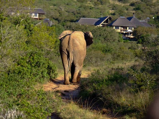 Bukela Game Lodge gallery